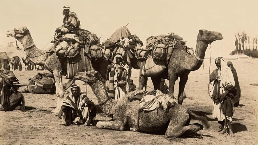 يا عم يا جمّال | ماضي وحاضر فن الحداء