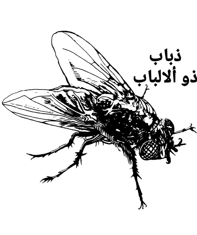 جاي جاي معازف ma3azef jay jay