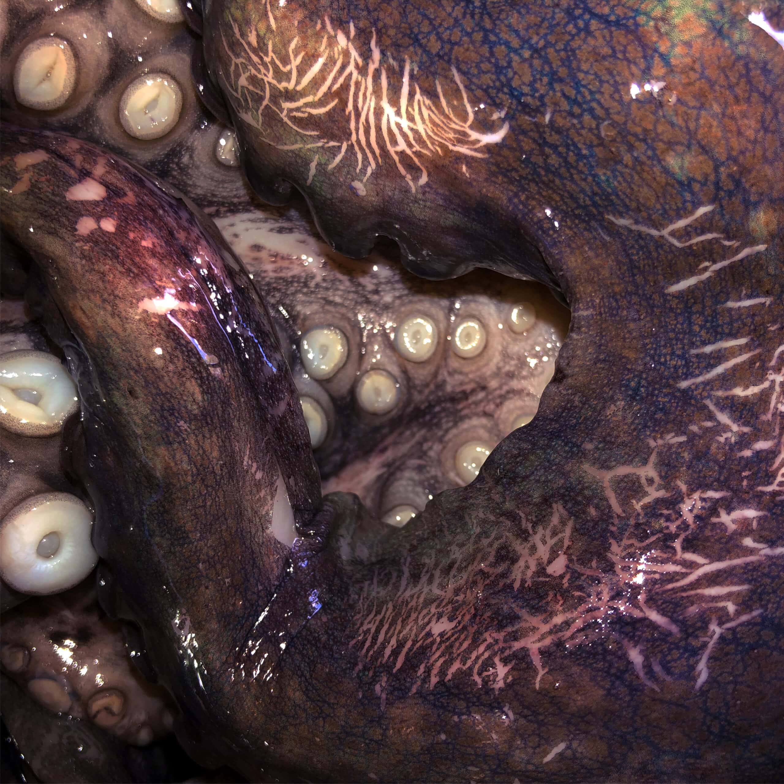 artwork finale HD-1