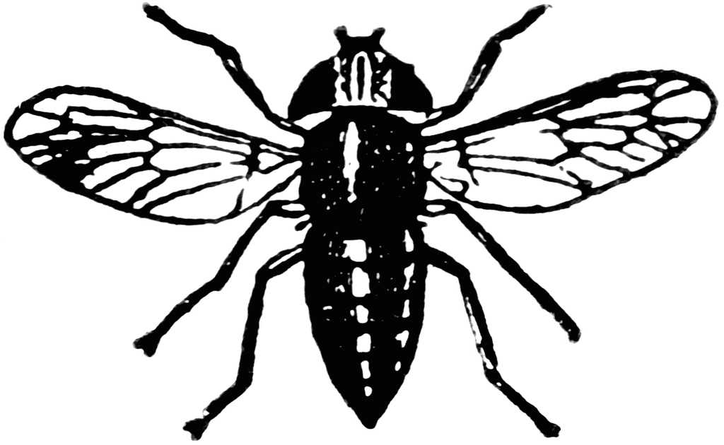 53146_gadfly_lg